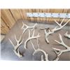 Image 5 : 14.2 Lbs Of Whitetail Shed Antlers