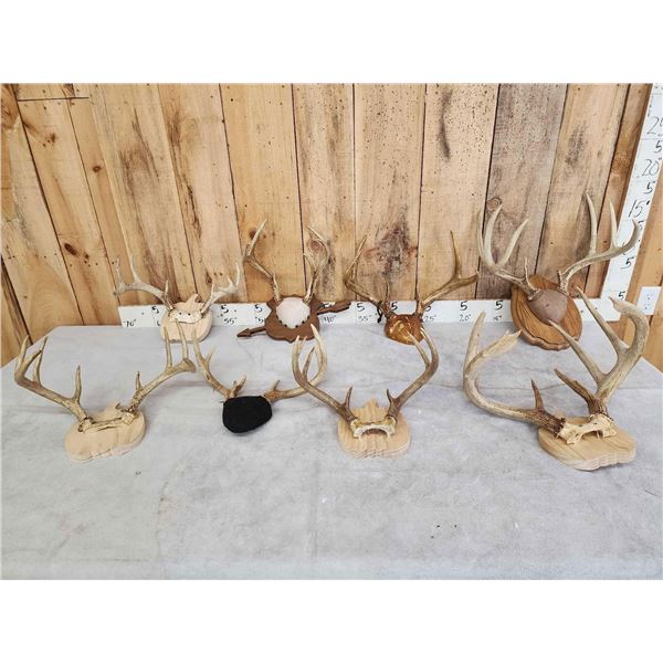 8 Sets Of Whitetail Antlers On Plaques