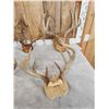 Image 2 : 8 Sets Of Whitetail Antlers On Plaques