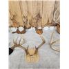Image 3 : 8 Sets Of Whitetail Antlers On Plaques