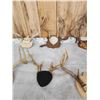 Image 4 : 8 Sets Of Whitetail Antlers On Plaques