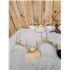 Image 5 : 8 Sets Of Whitetail Antlers On Plaques