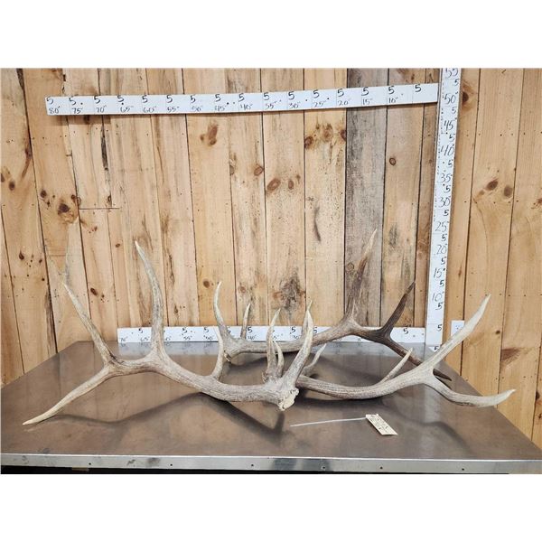 25.9 Lbs Of Elk Shed Antlers