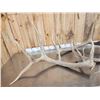 Image 3 : 25.9 Lbs Of Elk Shed Antlers
