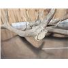 Image 5 : 25.9 Lbs Of Elk Shed Antlers