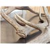 Image 6 : 25.9 Lbs Of Elk Shed Antlers