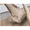 Image 7 : 25.9 Lbs Of Elk Shed Antlers