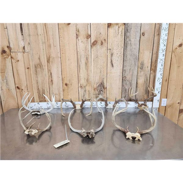 7 Sets Of Whitetail Antlers On Skull Plate