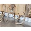Image 3 : 7 Sets Of Whitetail Antlers On Skull Plate