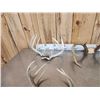 Image 5 : 7 Sets Of Whitetail Antlers On Skull Plate