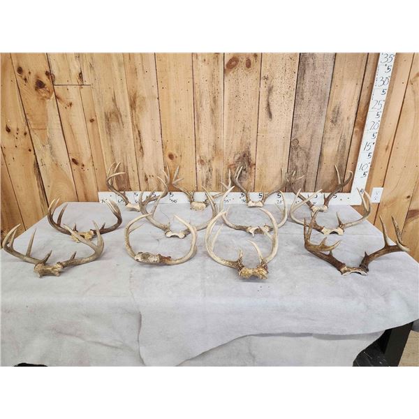 12 Sets Of Whitetail Antlers On Skull Plate