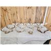 Image 1 : 12 Sets Of Whitetail Antlers On Skull Plate