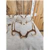 Image 2 : 12 Sets Of Whitetail Antlers On Skull Plate