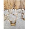 Image 3 : 12 Sets Of Whitetail Antlers On Skull Plate