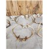 Image 4 : 12 Sets Of Whitetail Antlers On Skull Plate
