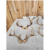 Image 5 : 12 Sets Of Whitetail Antlers On Skull Plate