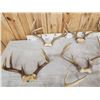 Image 6 : 12 Sets Of Whitetail Antlers On Skull Plate