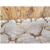 Image 7 : 12 Sets Of Whitetail Antlers On Skull Plate