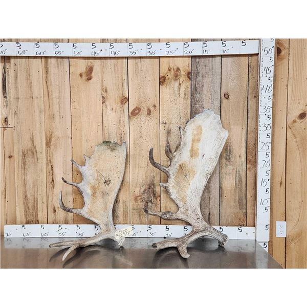 22 Lbs Of Alaskan Moose Shed Antlers