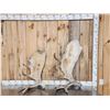 Image 1 : 22 Lbs Of Alaskan Moose Shed Antlers
