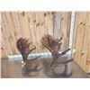 Image 2 : 22 Lbs Of Alaskan Moose Shed Antlers