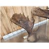 Image 3 : 22 Lbs Of Alaskan Moose Shed Antlers