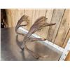 Image 4 : 22 Lbs Of Alaskan Moose Shed Antlers