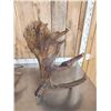 Image 5 : 22 Lbs Of Alaskan Moose Shed Antlers