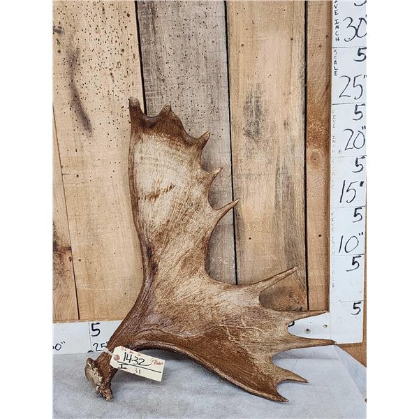 8.6 Lbs Moose Antler