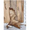 Image 1 : 8.6 Lbs Moose Antler