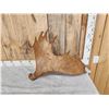 Image 2 : 8.6 Lbs Moose Antler