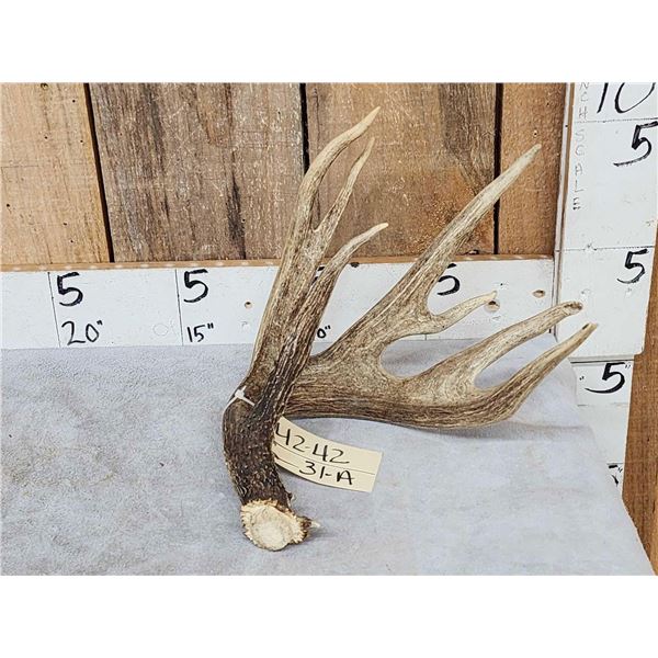 Main Frame 5 Point Canadian Whitetail Shed Antler