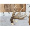 Image 1 : Main Frame 5 Point Canadian Whitetail Shed Antler