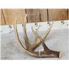 Image 2 : Main Frame 5 Point Canadian Whitetail Shed Antler