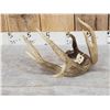 Image 3 : Main Frame 5 Point Canadian Whitetail Shed Antler