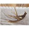 Image 4 : Main Frame 5 Point Canadian Whitetail Shed Antler