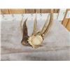 Image 5 : Main Frame 5 Point Canadian Whitetail Shed Antler