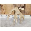 Image 6 : Main Frame 5 Point Canadian Whitetail Shed Antler
