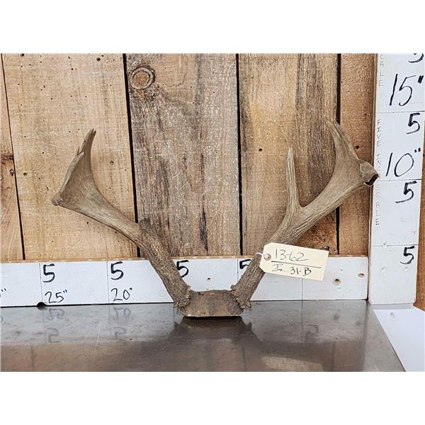 Vintage Palmated Whitetail Antlers On Skull Plate