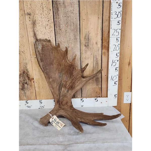 11.4 Lbs Moose Shed Antler