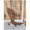 Image 1 : 11.4 Lbs Moose Shed Antler
