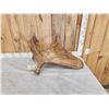 Image 2 : 11.4 Lbs Moose Shed Antler