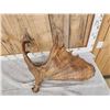 Image 3 : 11.4 Lbs Moose Shed Antler