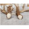 Image 10 : Big Heavy Mass 5x5 Whitetail Shed Antlers