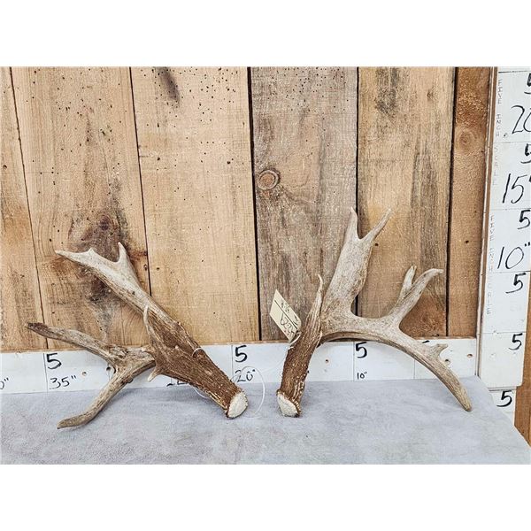 Big Heavy Mass 5x5 Whitetail Shed Antlers