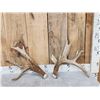 Image 1 : Big Heavy Mass 5x5 Whitetail Shed Antlers
