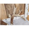 Image 2 : Big Heavy Mass 5x5 Whitetail Shed Antlers