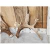 Image 3 : Big Heavy Mass 5x5 Whitetail Shed Antlers