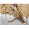 Image 4 : Big Heavy Mass 5x5 Whitetail Shed Antlers