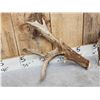 Image 5 : Big Heavy Mass 5x5 Whitetail Shed Antlers